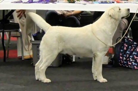 Windup Barberry Cherish Me Always