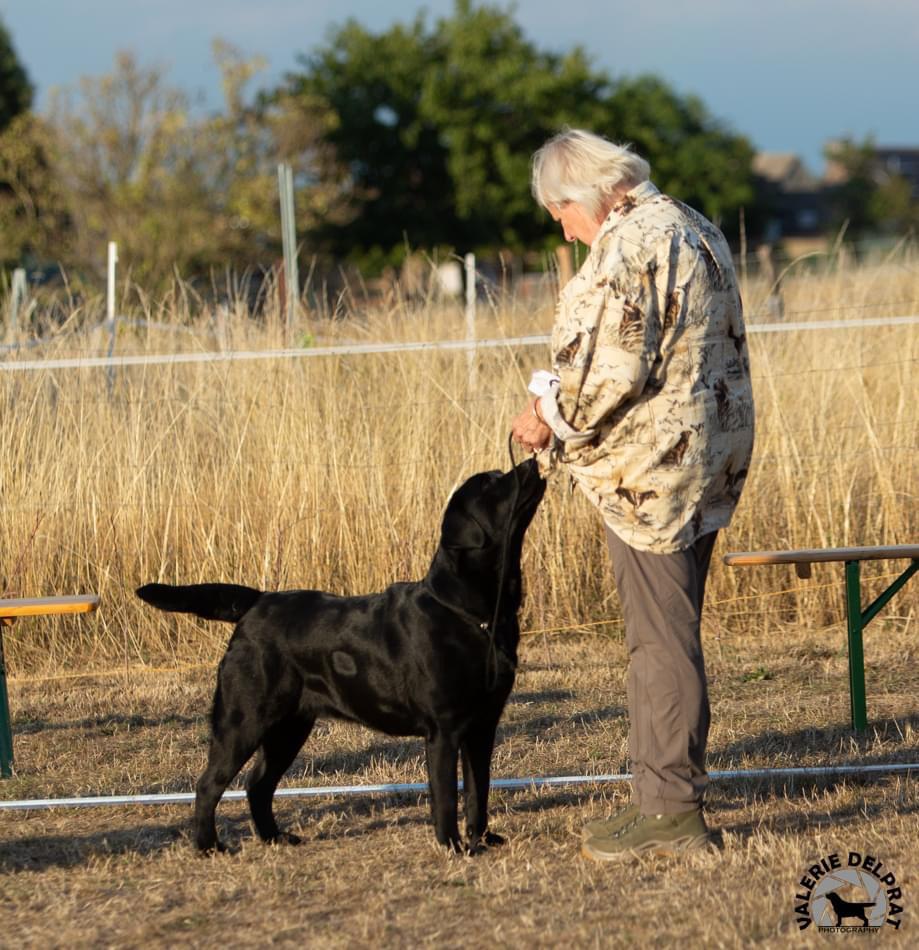 moederhond