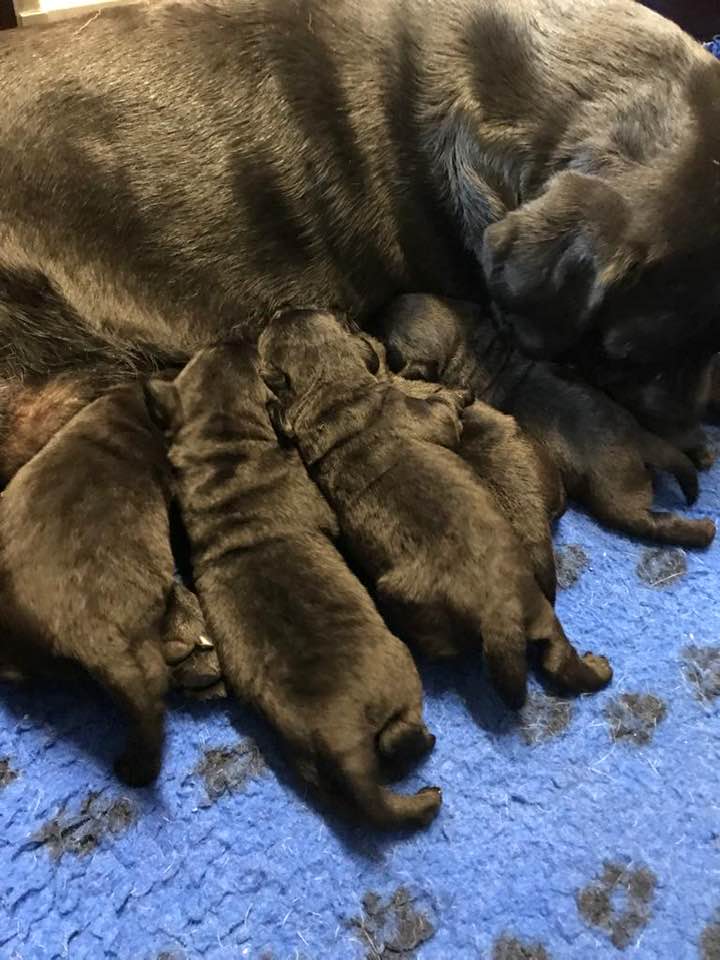 Puppies Salsa, 13 days old