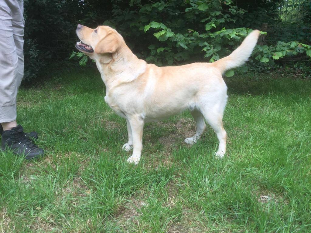 moederhond
