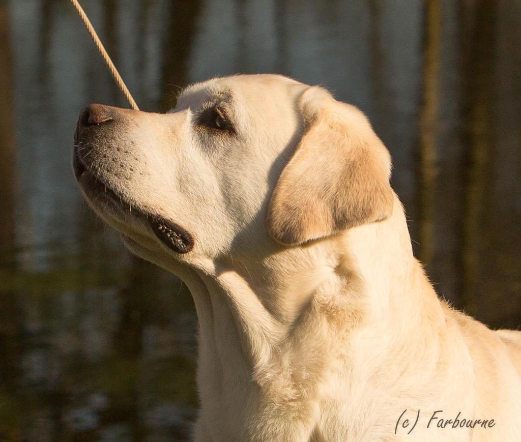 vaderhond