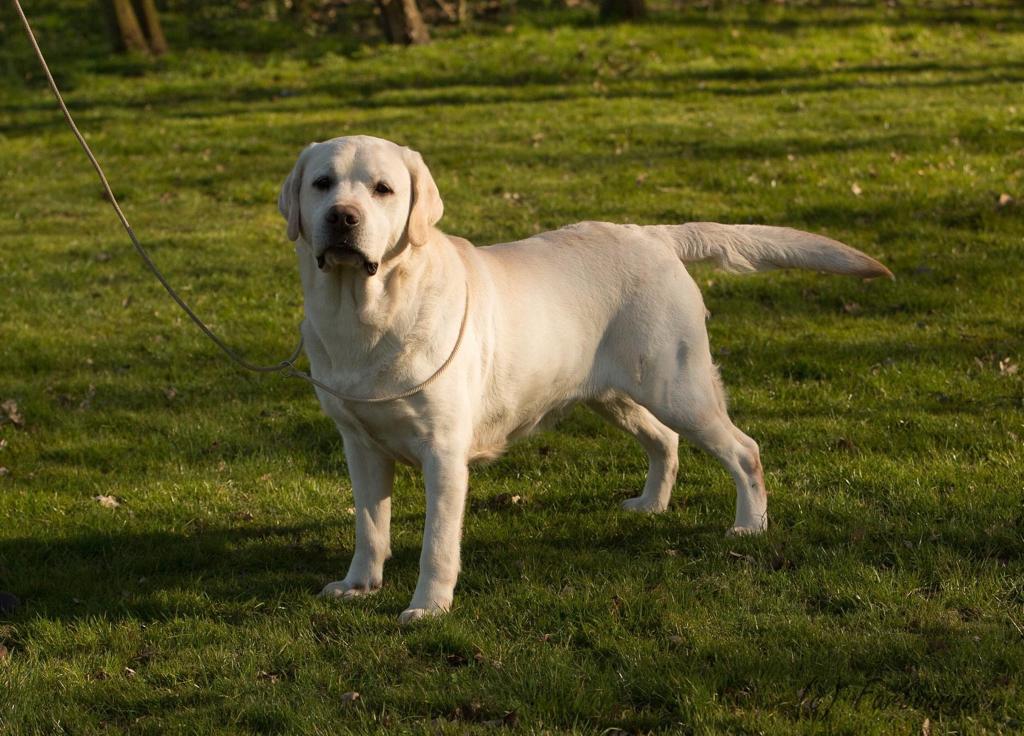 vaderhond