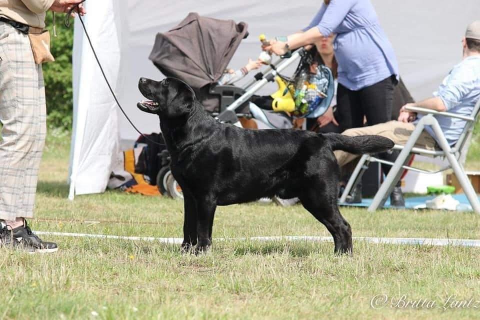 vaderhond
