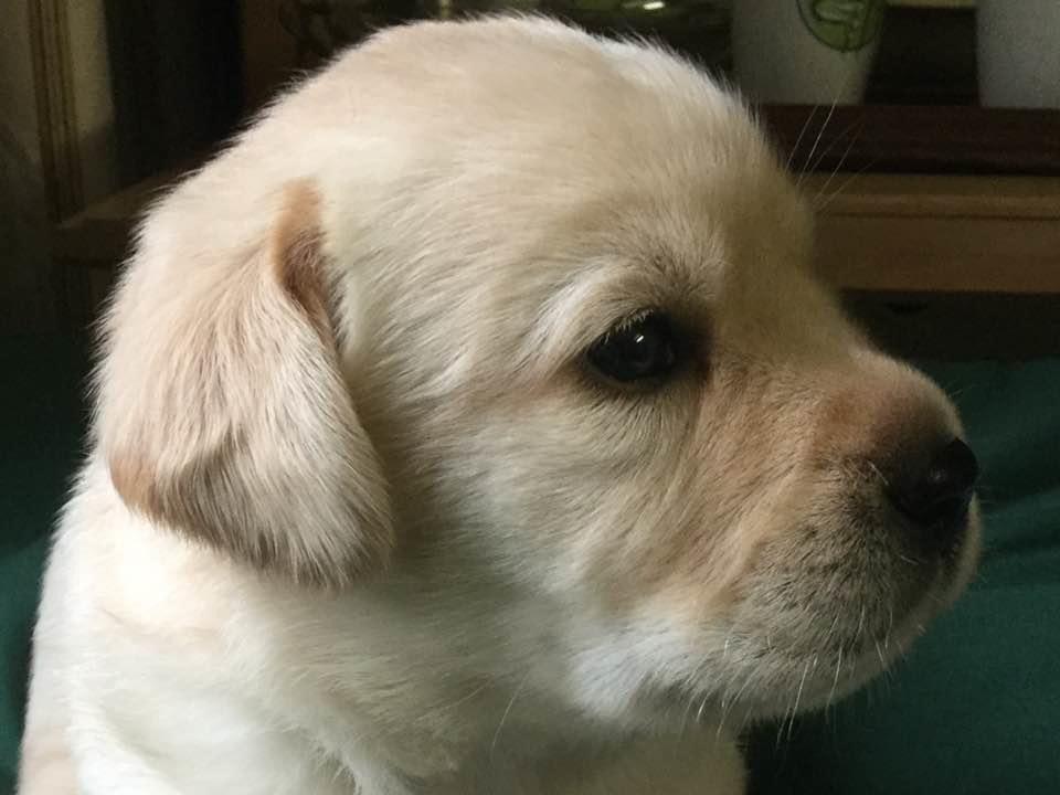 Tiq Tuq als pup (Tiq Tuq of Dutch Print)